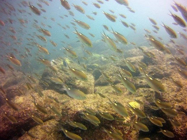 banquetas de peces